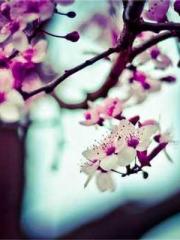 Chen Pingapos;an and